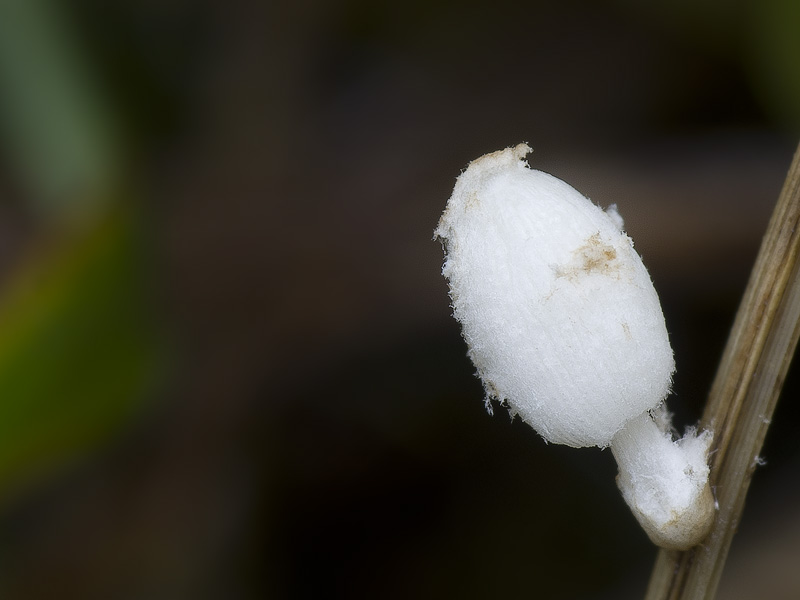 Coprinopsis phaeospora